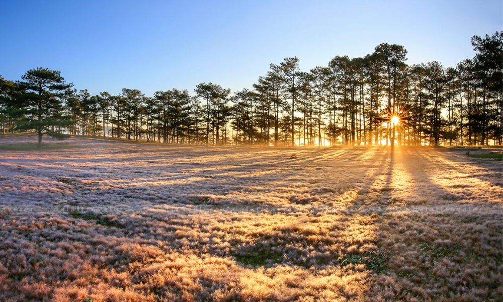 da-lat-in-december-cloud-hunting-sunflowers-festivals